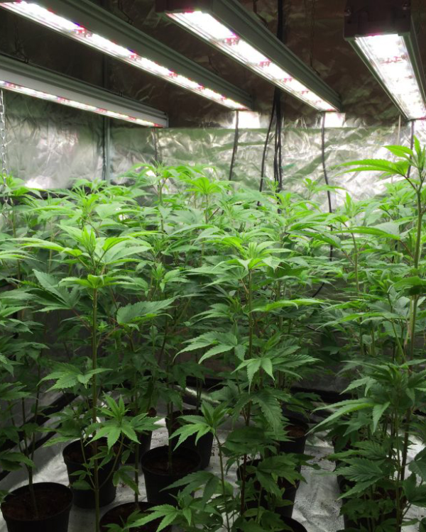 cannabis lighting projects