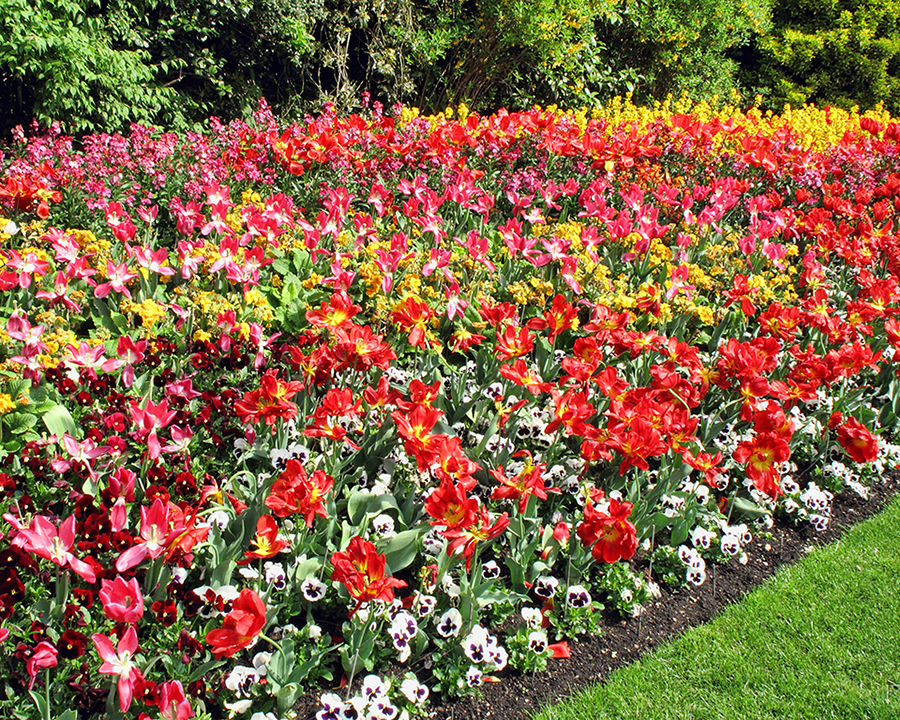 ornamental flowers & bedding flowers